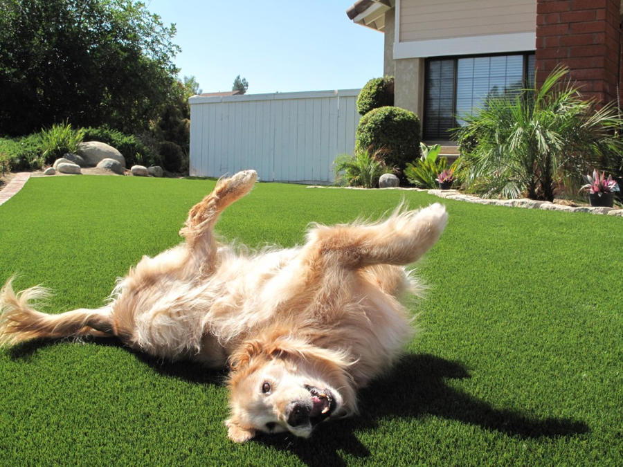 Un chien heureux sur du gazon artificiel