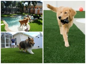 Césped artificial para perros y gatos